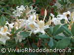 Candido Sole (Occidentale x Calendulaceum)